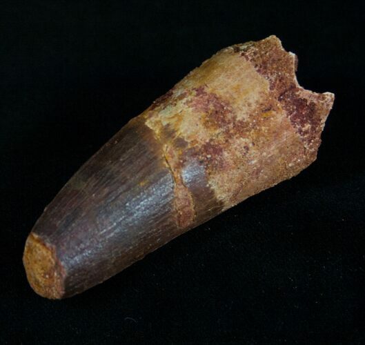 Robust Spinosaurus Tooth #10472